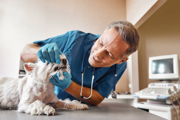 Best Same-Day Emergency Dental Services in Woodstock, VA